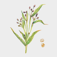 Fermented coix seed extract