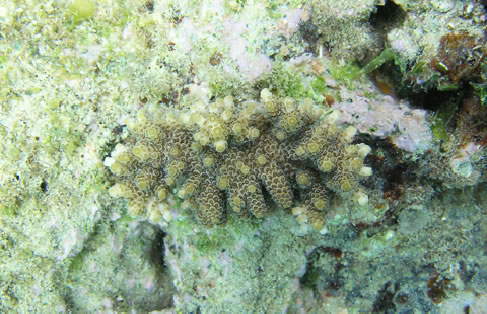 サンゴの成長 - 1年目