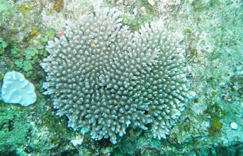 サンゴの成長 - 3年目