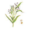 Fermented coix seed extract
