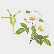 Rosa laevigata extract