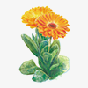 Calendula extract