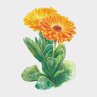 Calendula extract