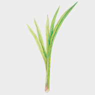菖蒲根淬取液