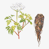 Angelica extract