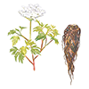 Angelica Acutiloba Root Extract