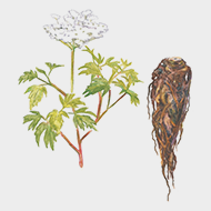 Angelica extract