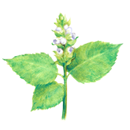 Perilla Ocymoides Seed Oil 