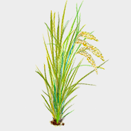 Rice Ferment Filtrate (Sake)