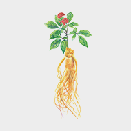 高麗人參淬取液