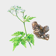 日本川芎淬取液